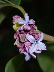Syringa vulgaris