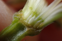 Hypochaeris radicata