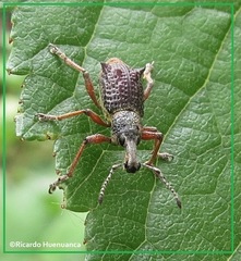 Hybreoleptops tuberculifer