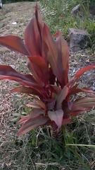 Cordyline fruticosa