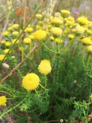 Chrysocoma cernua