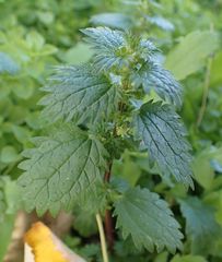 Urtica urens