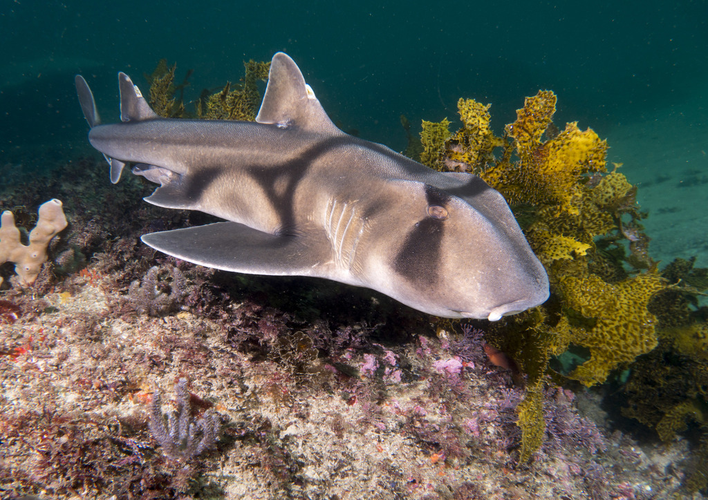 Bullhead Sharks
