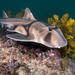 Bullhead Sharks - Photo (c) John Turnbull, some rights reserved (CC BY-NC-SA)