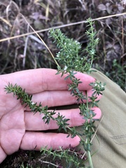 Galium humifusum
