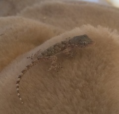 Tarentola mauritanica