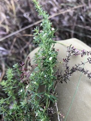Galium humifusum
