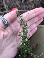 Galium humifusum