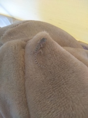 Tarentola mauritanica