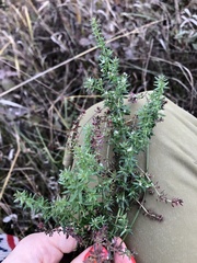 Galium humifusum