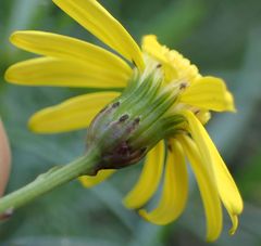 Senecio inaequidens