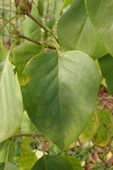 Syringa vulgaris
