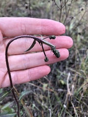 Picris hieracioides