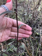 Picris hieracioides