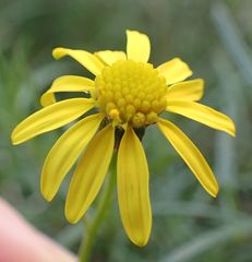 Senecio inaequidens
