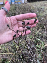 Picris hieracioides