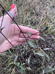 Picris hieracioides