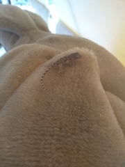 Tarentola mauritanica