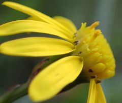 Senecio inaequidens