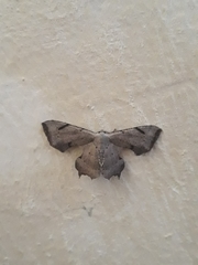 Dysaethria quadricaudata