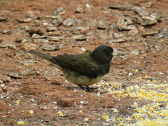 Yellow-Bellied Seedeater photo 5