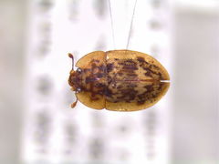 Lobiopa undulata
