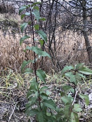 Magnoliopsida