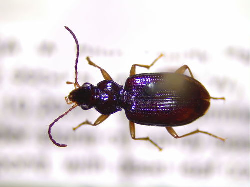 Texas Riverbank Ground Beetle