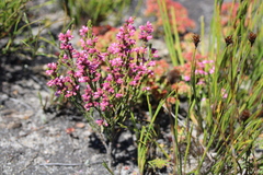 Erica gnaphaloides