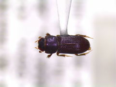 Ataenius gracilis