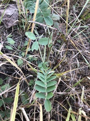 Magnoliopsida