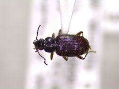 Bembidion aenulum