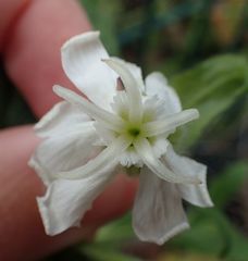 Silene latifolia