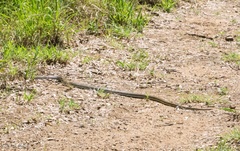 Psammophis