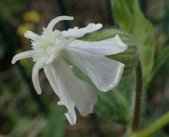 Silene latifolia