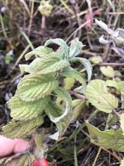 Mentha longifolia