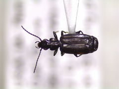 Microlestes linearis