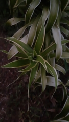 Dracaena