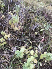 Mentha longifolia
