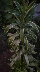 Dracaena