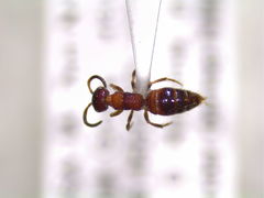 Myrmosa unicolor