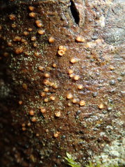 Pezicula