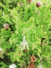 Arctotis aspera aspera