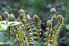 Dryopteris crassirhizoma