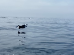 Delphininae
