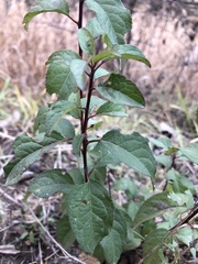 Amygdaloideae