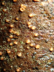 Pezicula