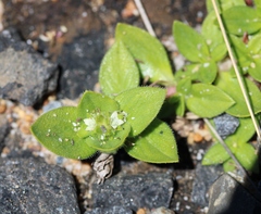 Richardia humistrata