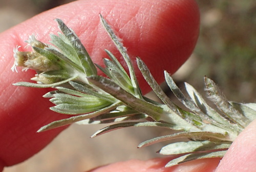 Image of Gnaphalium capense by (c) Nicola van Berkel, some rights reserved (CC BY-SA)