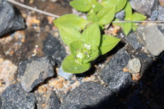 Richardia humistrata